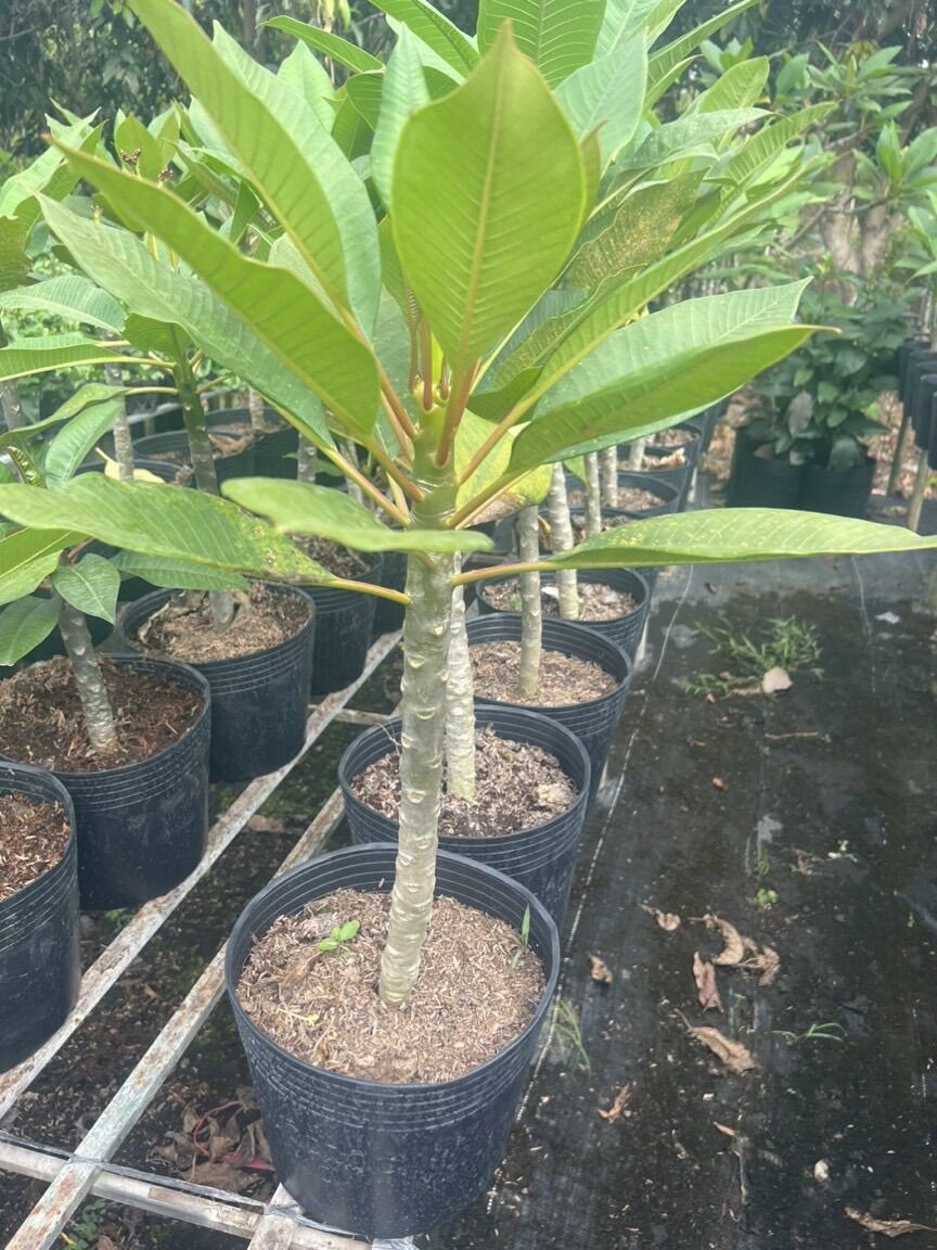 Cây sứ đại vàng - đỏ hoa rất thơm
