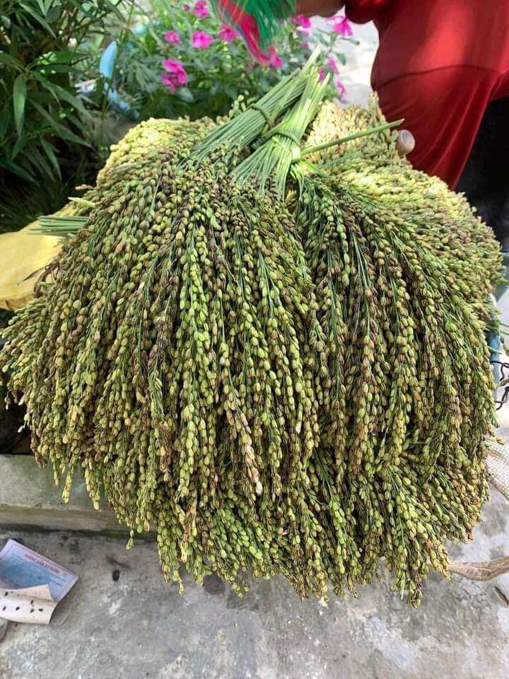500g cốm xanh tây bắc hạt to, thơm ngon