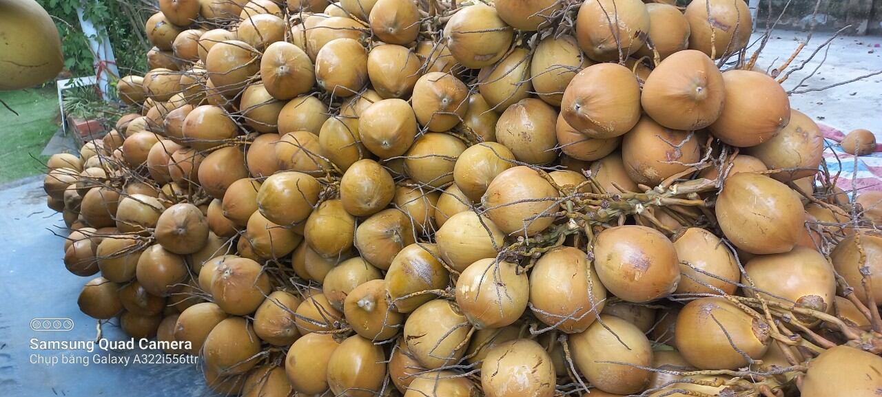 Dừa tươi