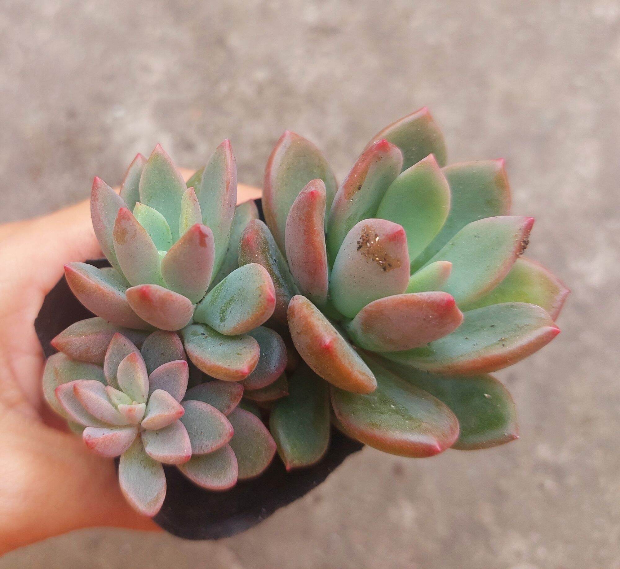 Sen đá AURORA GEM size bầu 5-6cm