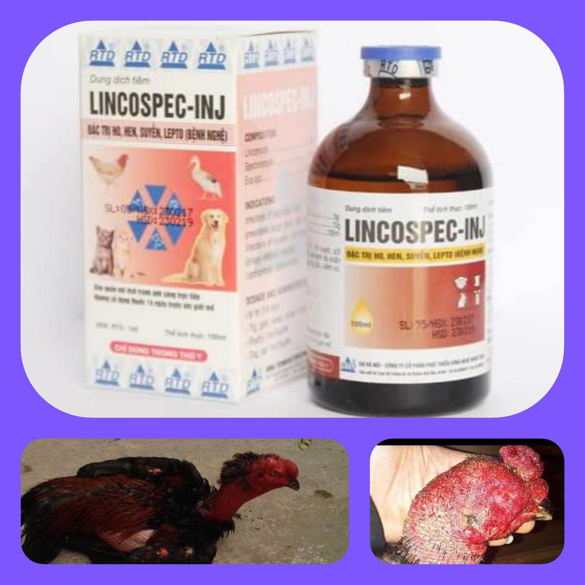 LINCOSPEC - INJ ( 100ml )-- DÙNG GÀ KHÒ KHÈ - CHẬM TIÊU -THƯƠNG HÀN -- CHÍCH TANG SAU ĐÁ