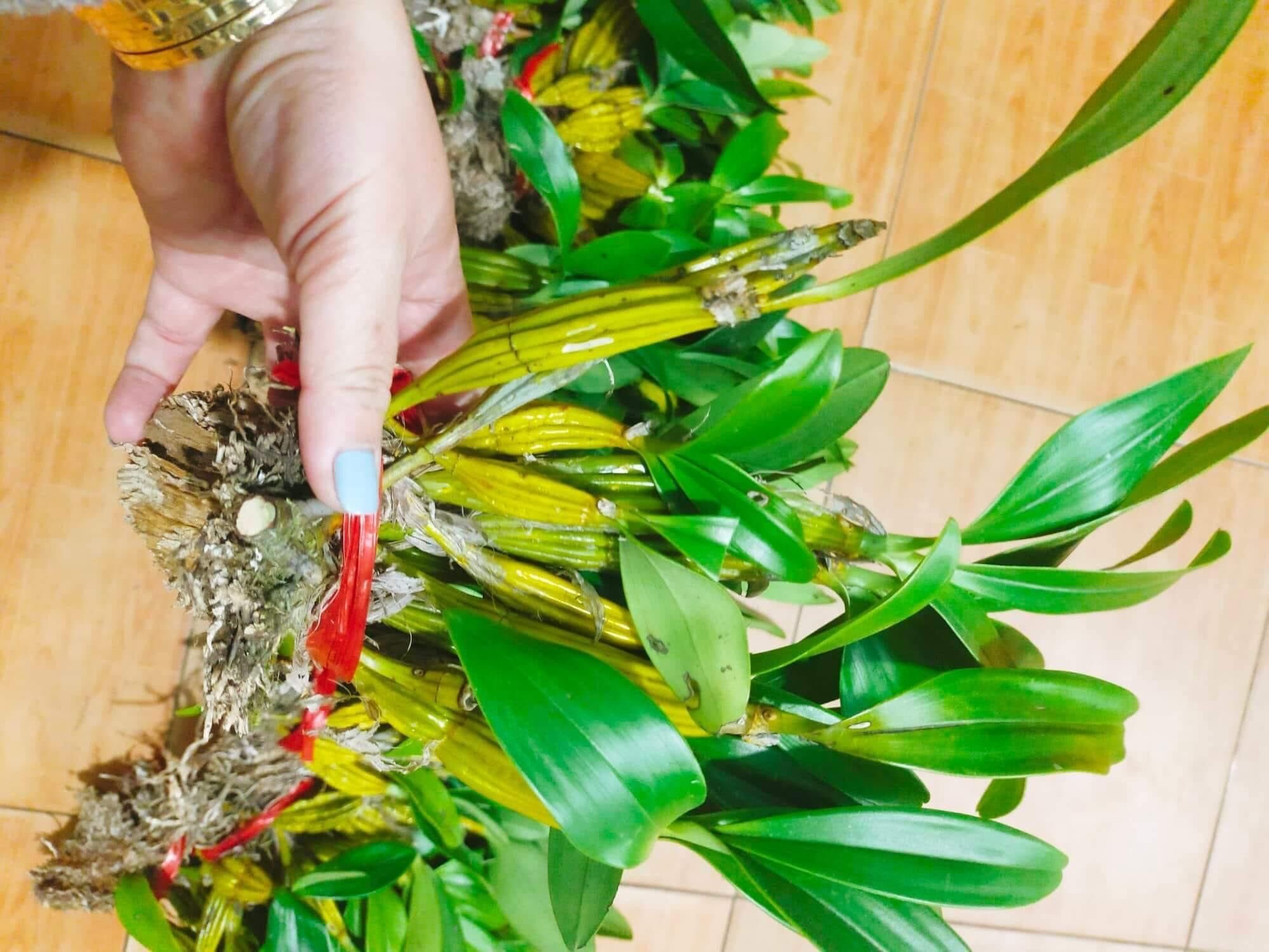 Hoa lan Sơn thủy tiên(1 bó)