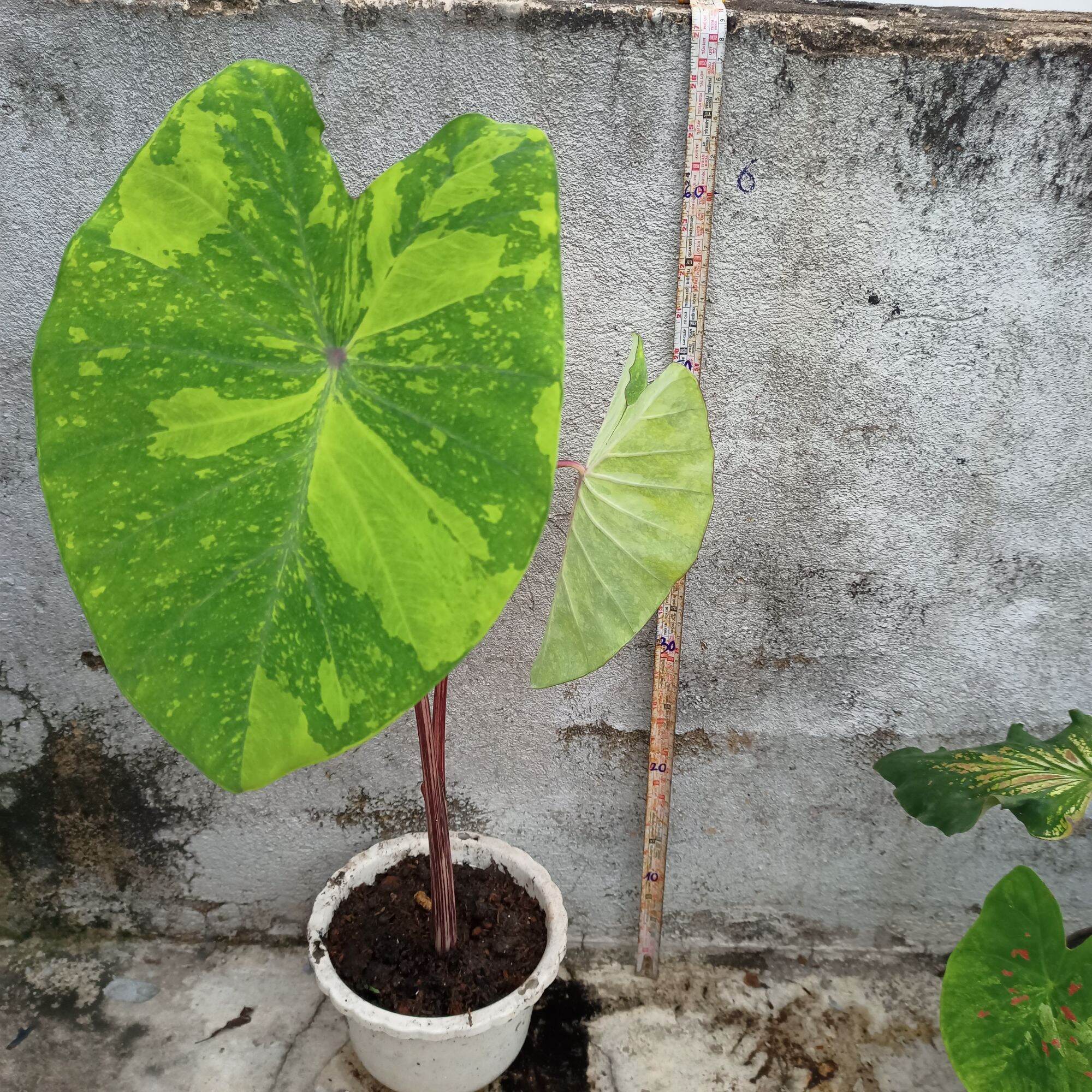 Chậu cây alocasia Lemon lime gecko