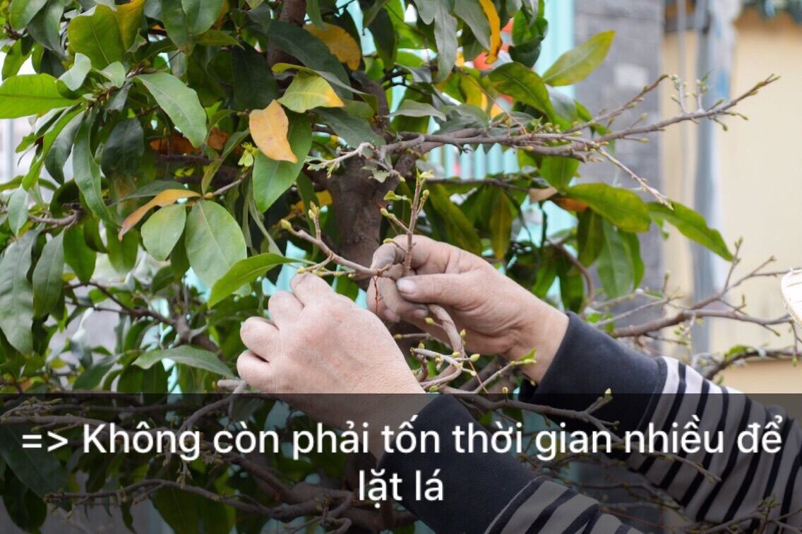 Phân bón lá giúp RỤNG Lá cây Mai, cây Đào đồng loạt an toàn cho Cây [Hàng Chính Hãng] tiết kiệm công lặt lá nhanh gói 200g