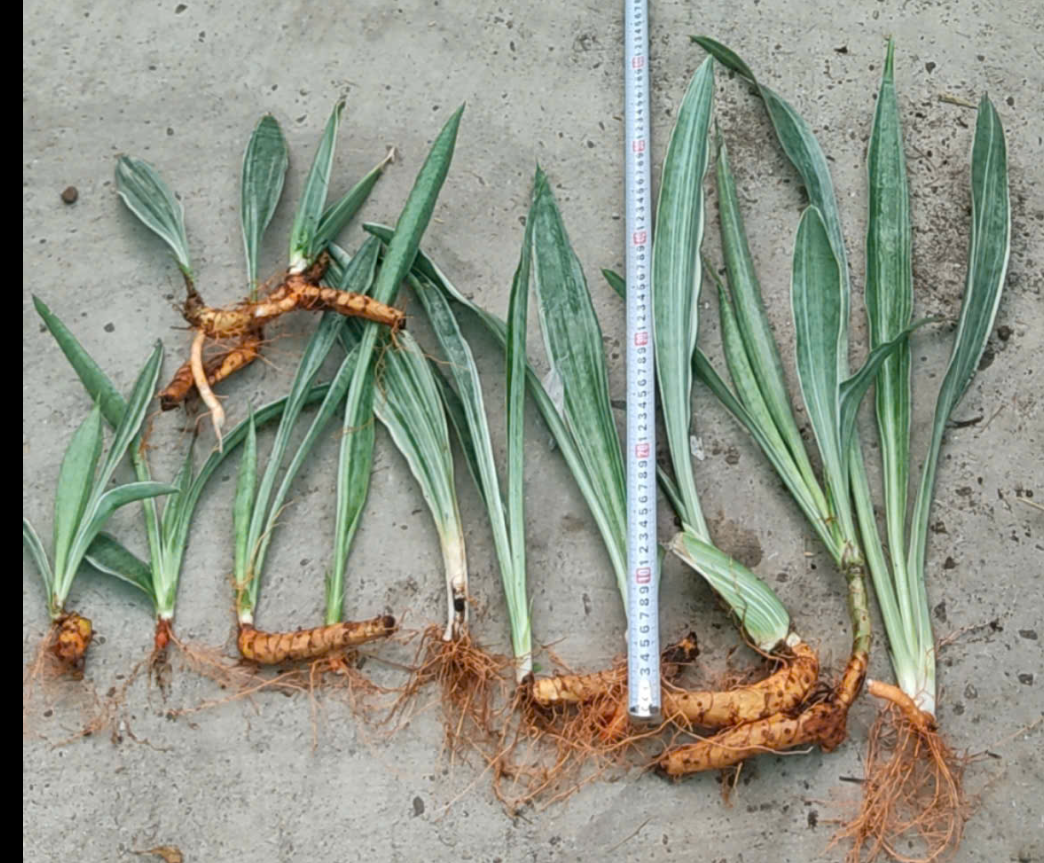 Cây lưỡi hổ sọc bạc - Sansevieria Metallica Siam Silver