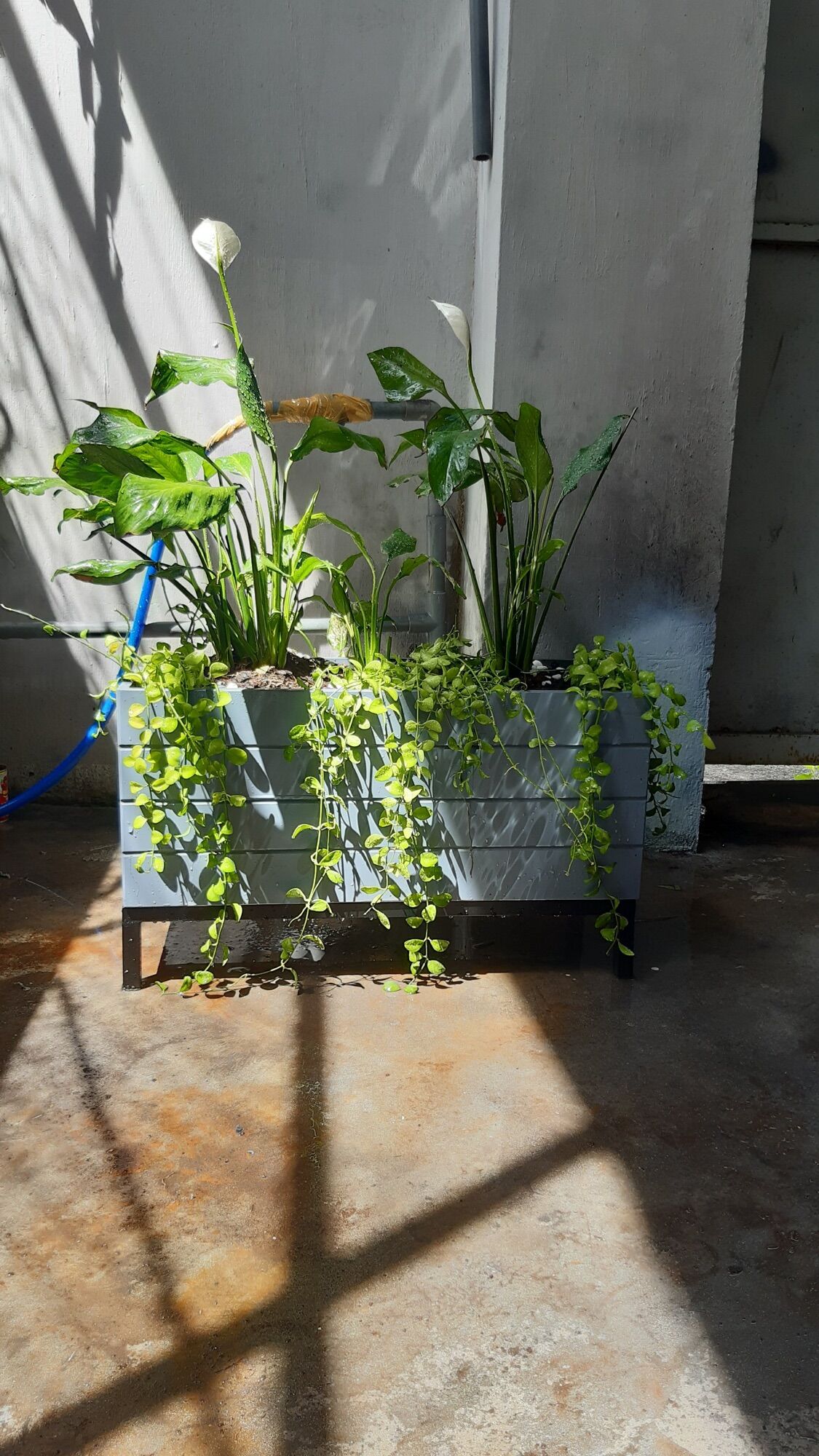 Chậu trồng cây chất liệu composite (60x20x25)
