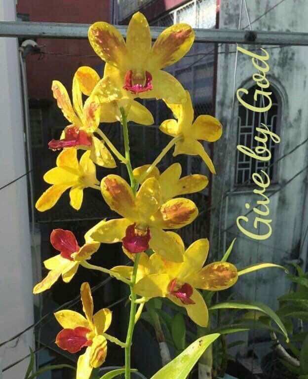 Phân bón trung lượng Super Canxi