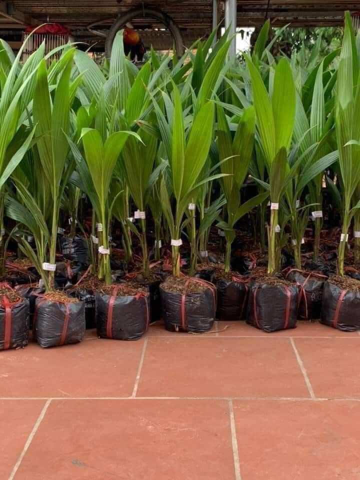 (cây giống) cây dừa xiêm lùn tứ quý