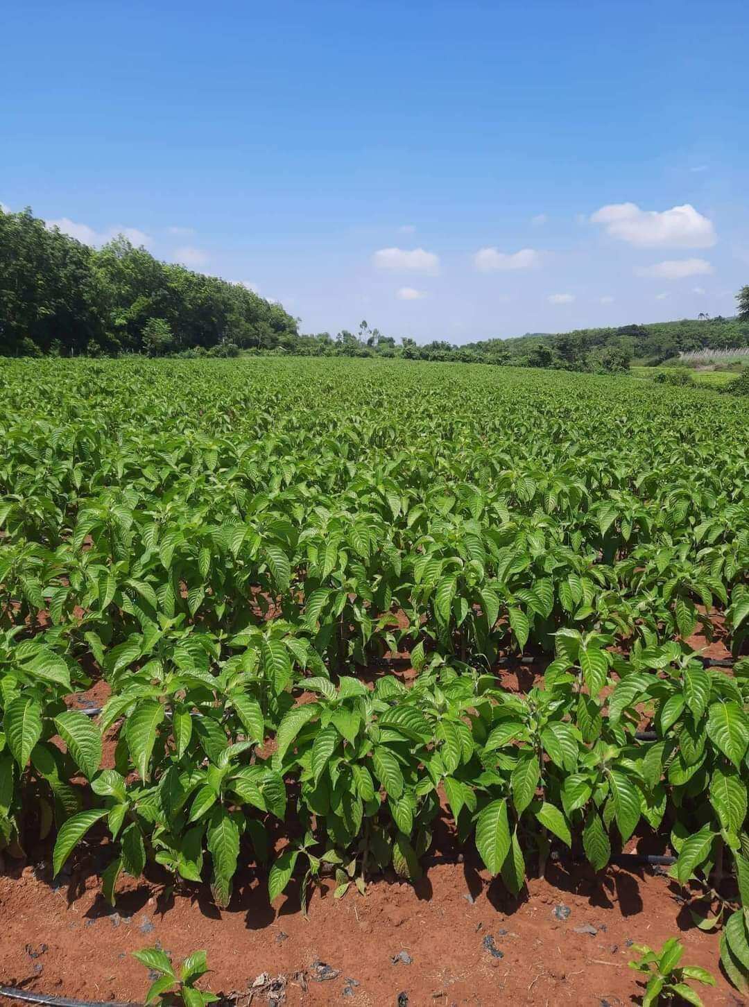Chè Khổng Lồ hay còn gọi là Chè Đại Chăn Nuôi