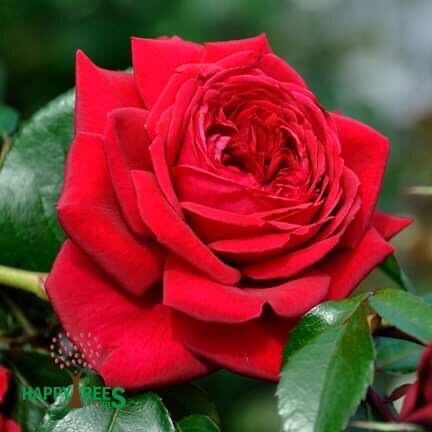 Hoa hồng ngoại red republic rose