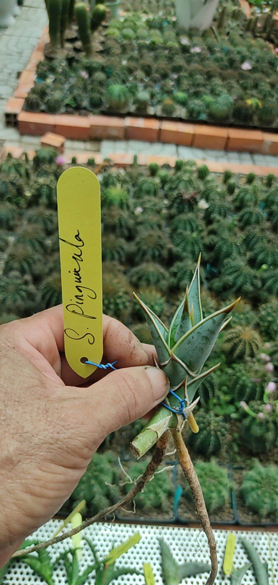 Cây lưỡi hổ lá dày - Sansevieria Pinguicula