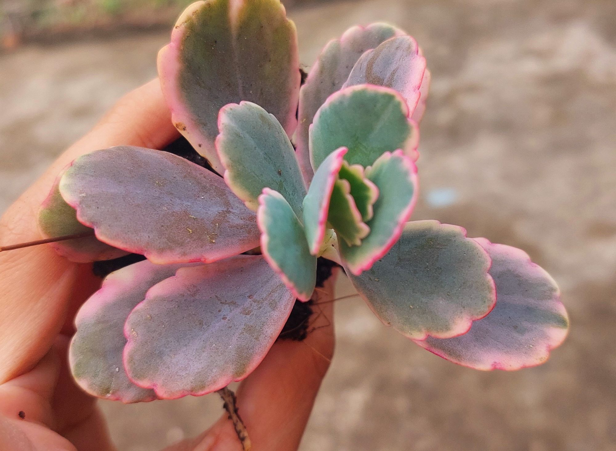 Sen đá sò hồng size bầu 5-6 cm