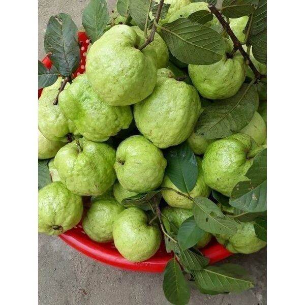 CÂY GIỐNG ỔI NỮ HOÀNG (trồng chậu siêu sớm)