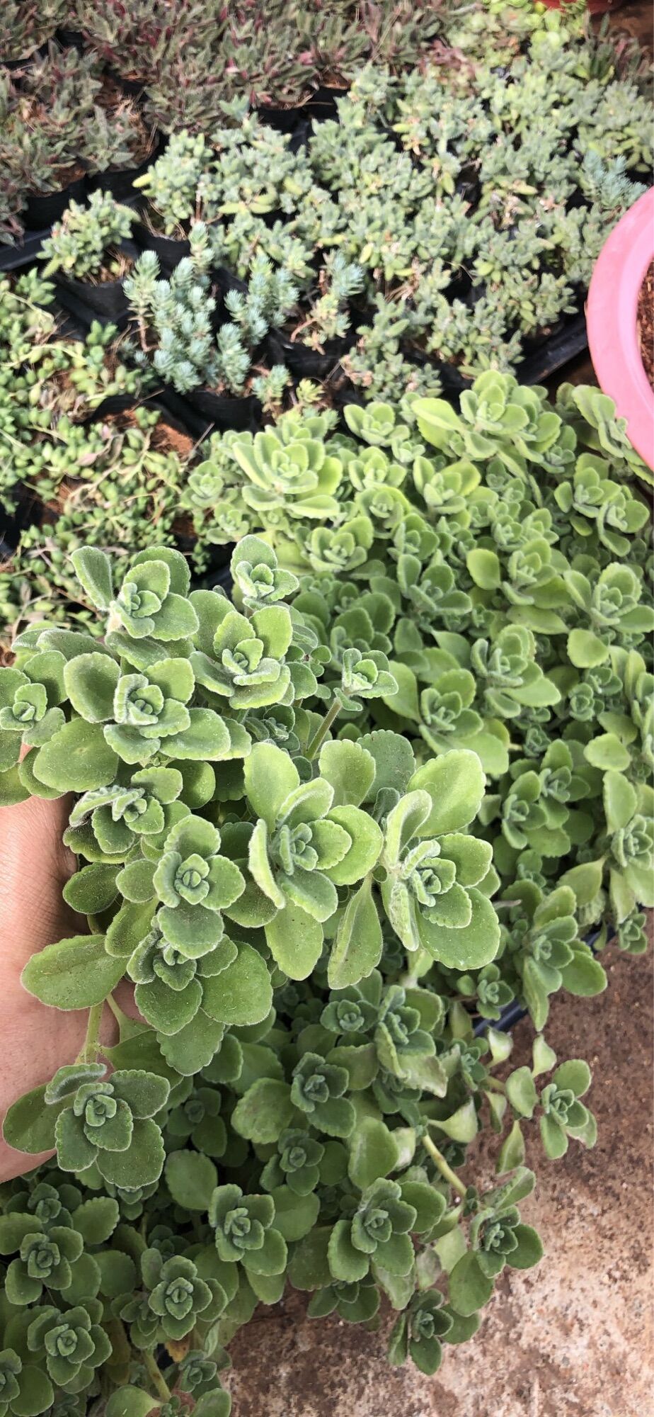 Sen thơm size bầu 3-5cm xuất vườn Đà Lạt