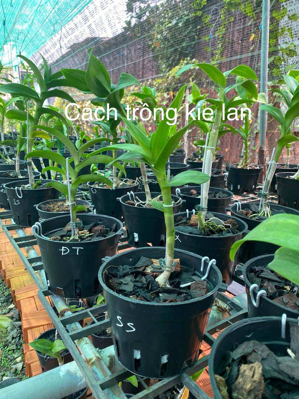 Loại lớn - combo 5 kie lan dendro