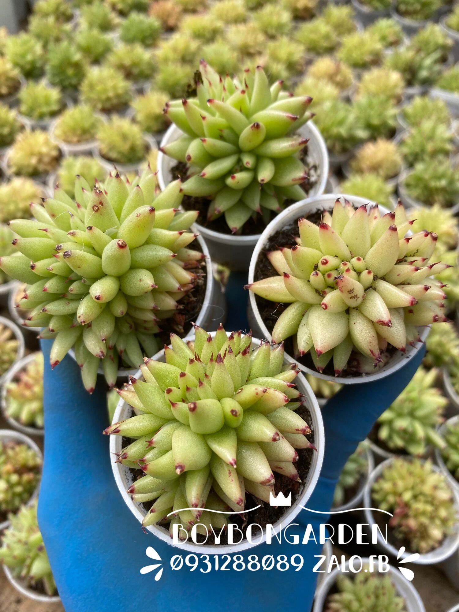 Cây sen đá đế vương cam vàng crest size chậu 5.5cm_cây mini giống mới