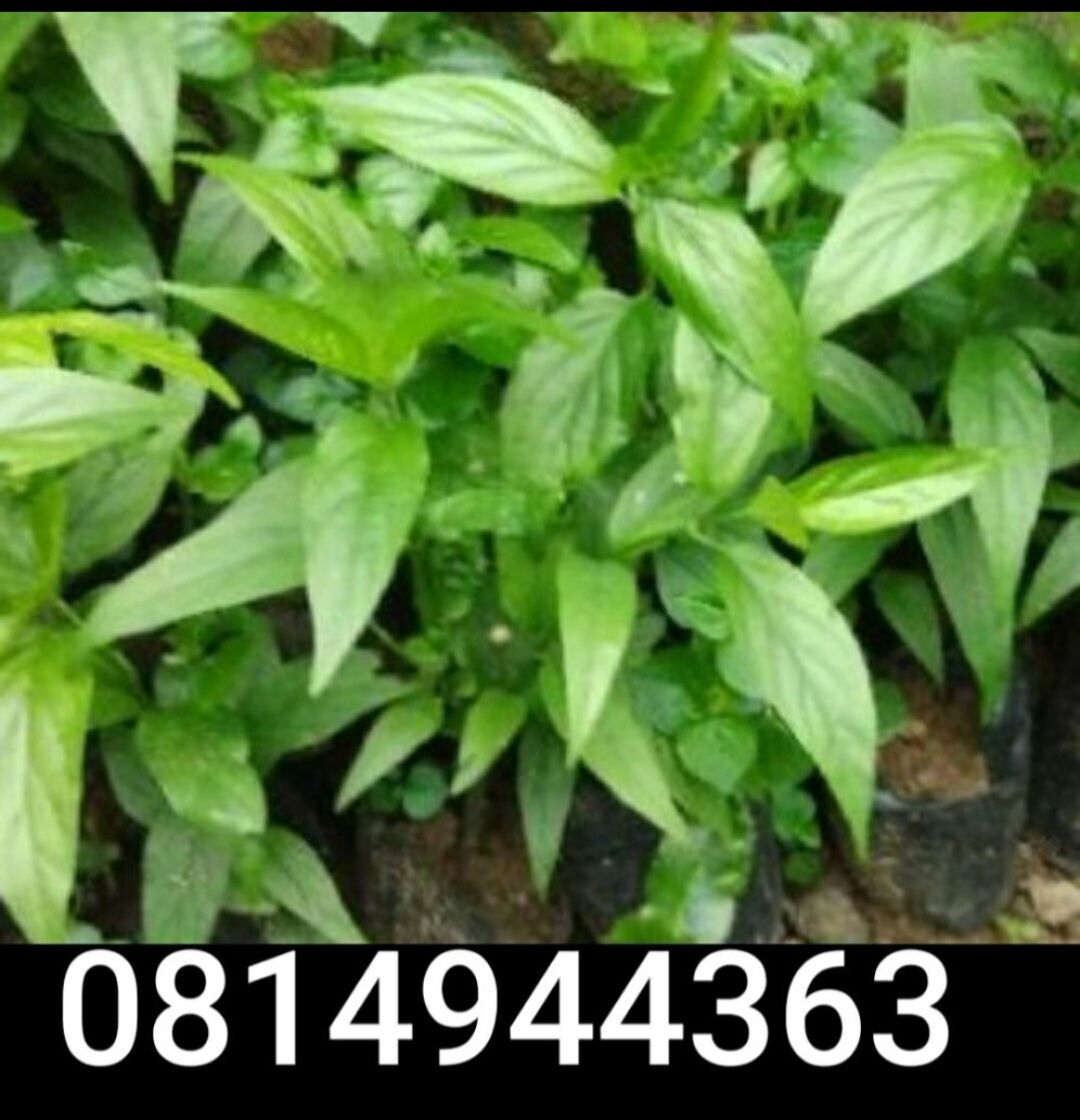 Cây bìm bịp,1kg