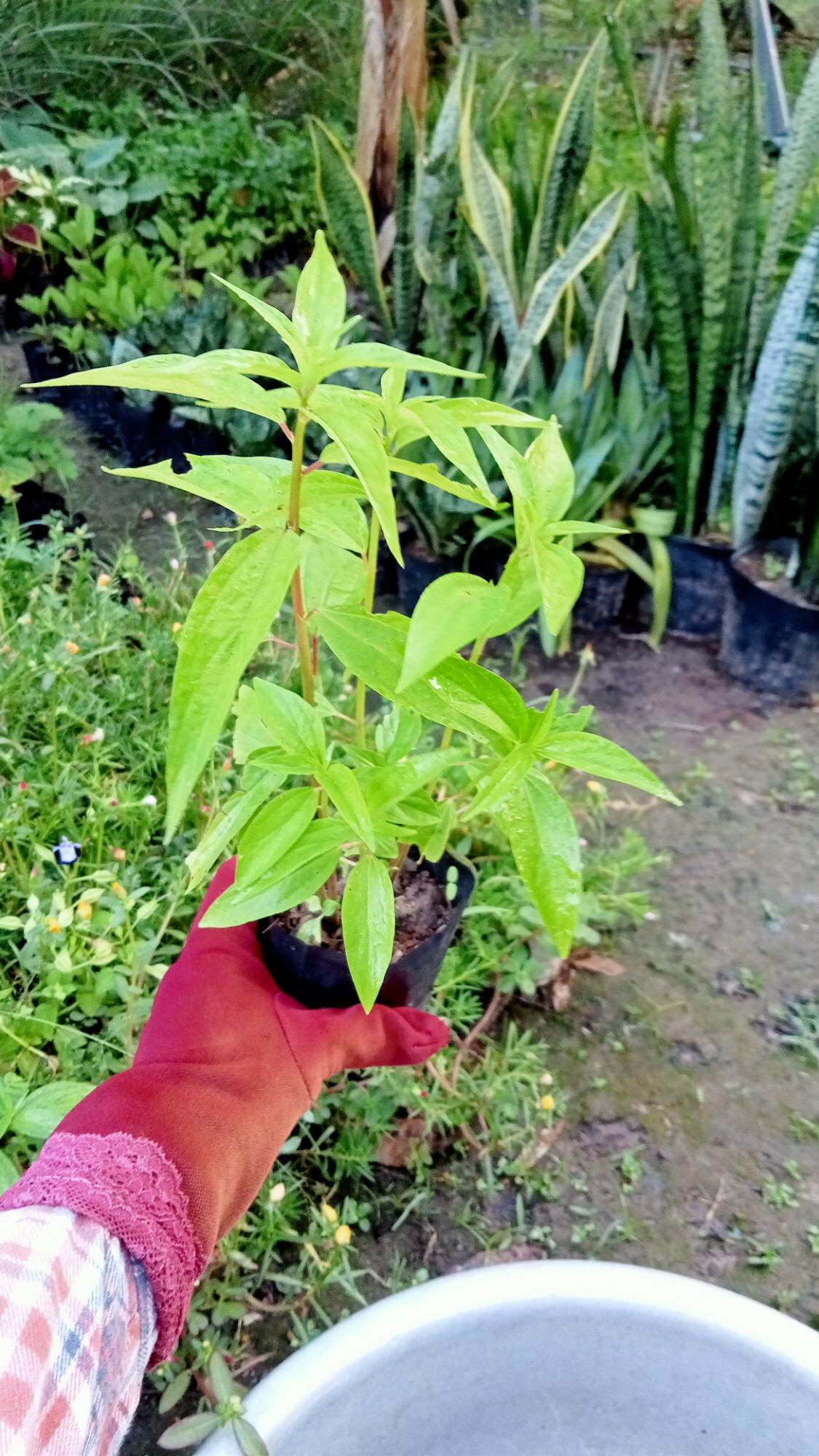 CÂY GIỐNG THUỐ T DÒI.12K/BẦU Y HÌNH 🌱(shop mới bán đơn từ 100k tặng cây giống)