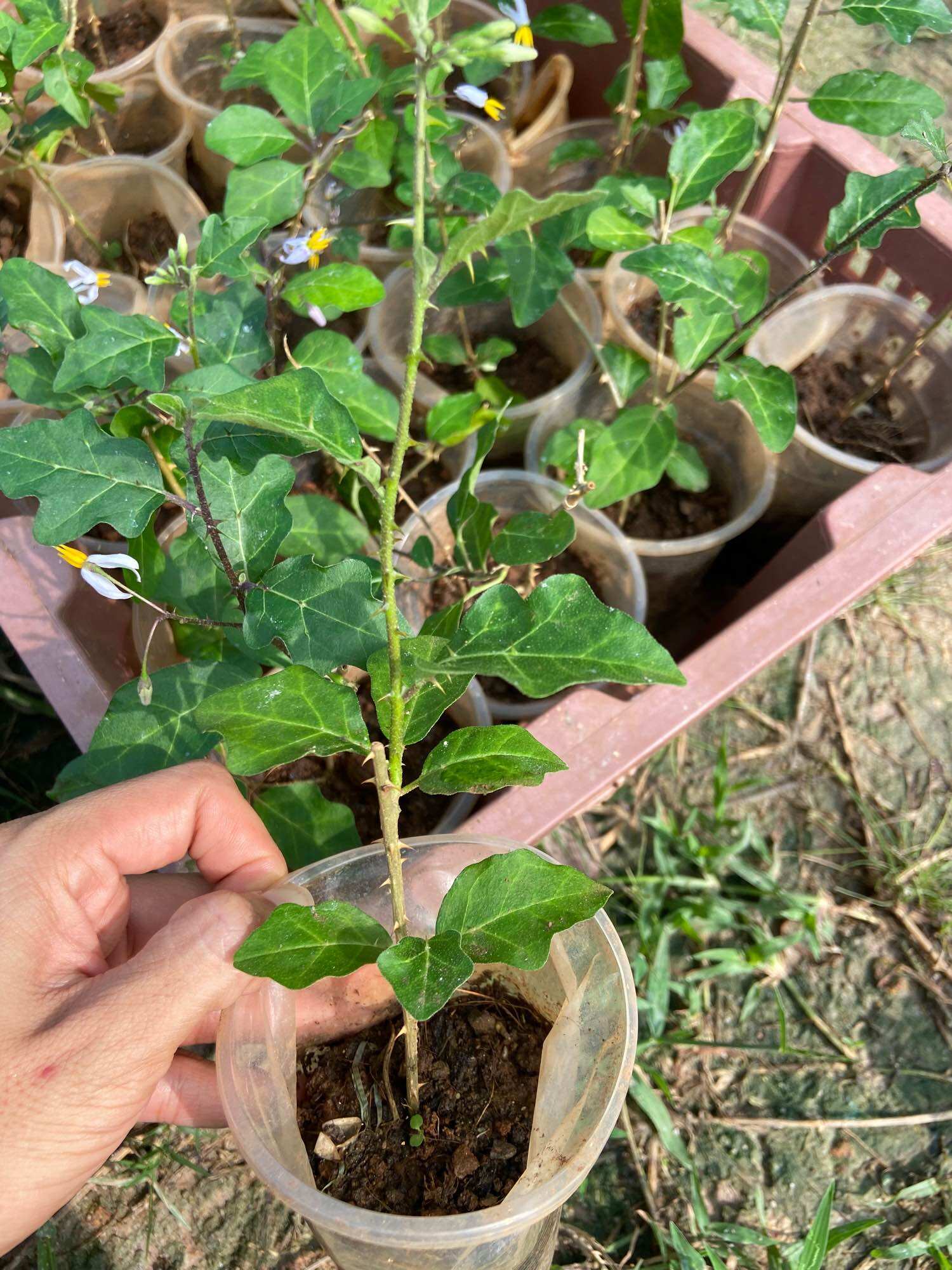 Cây cà gai leo, hỗ trợ các bệnh về gan