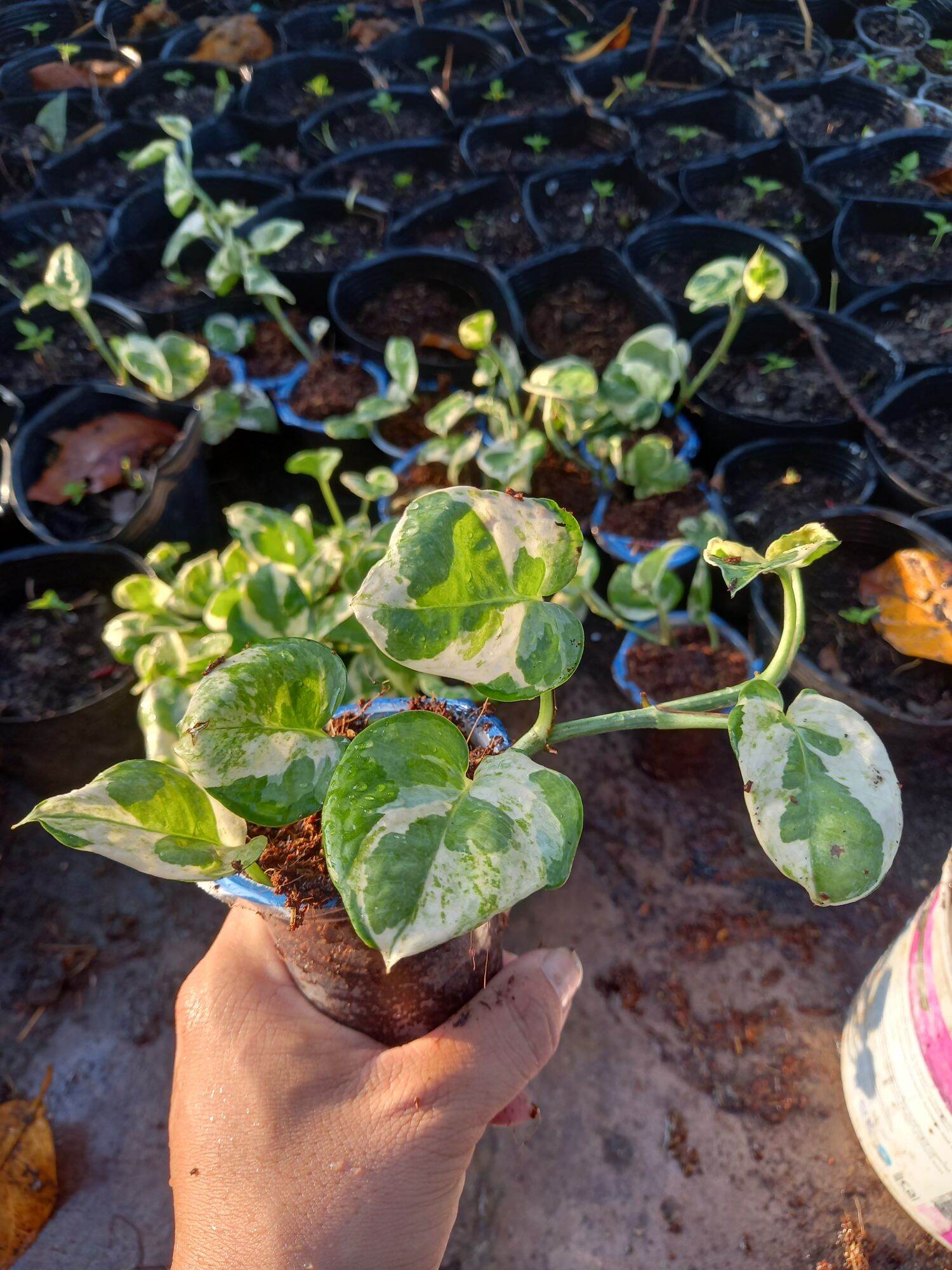 Trầu bà  cẩm thạch