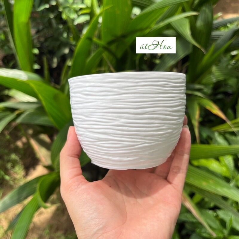 Chậu trồng sen đá Sóng tròn nhỏ (hàng dày)