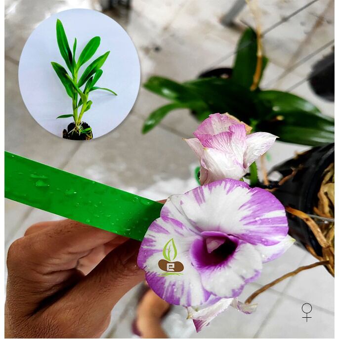 Cây giống lan Dendro chớp sữa lai