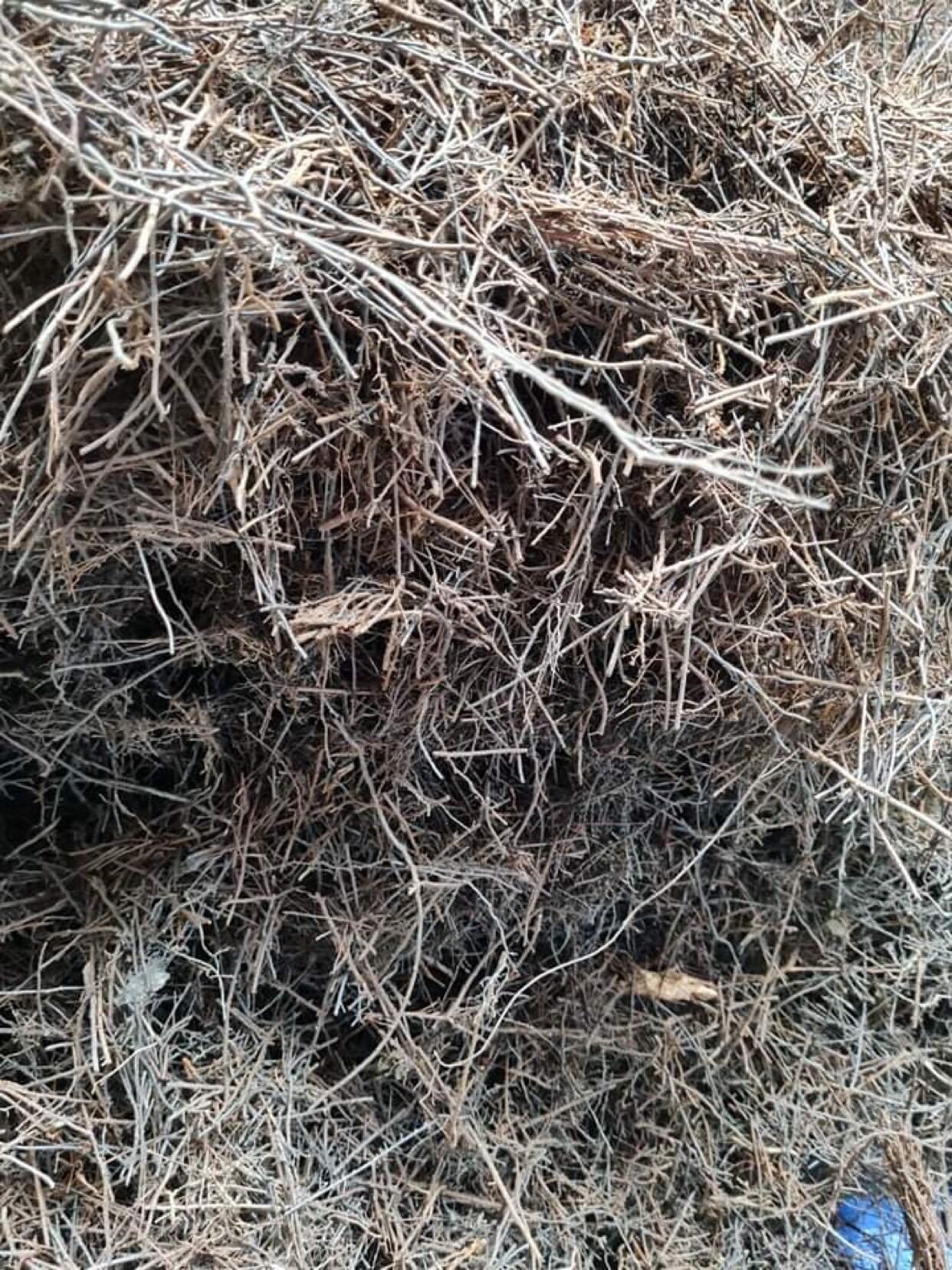 1kg dớn cọng trồng lan, cây cảnh