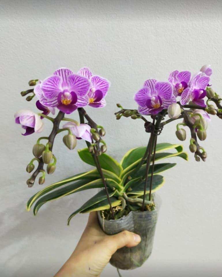 Lan Hồ Điệp Phát Tài