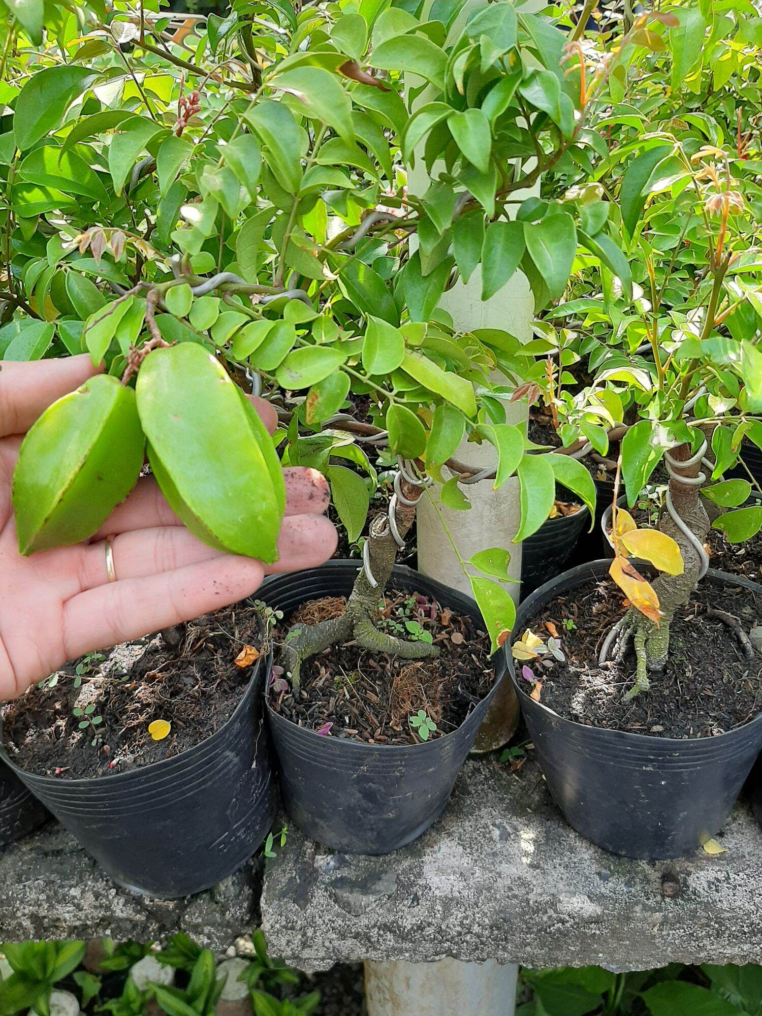 CÂY KHẾ NHẬT MINI GỐC QUÁI