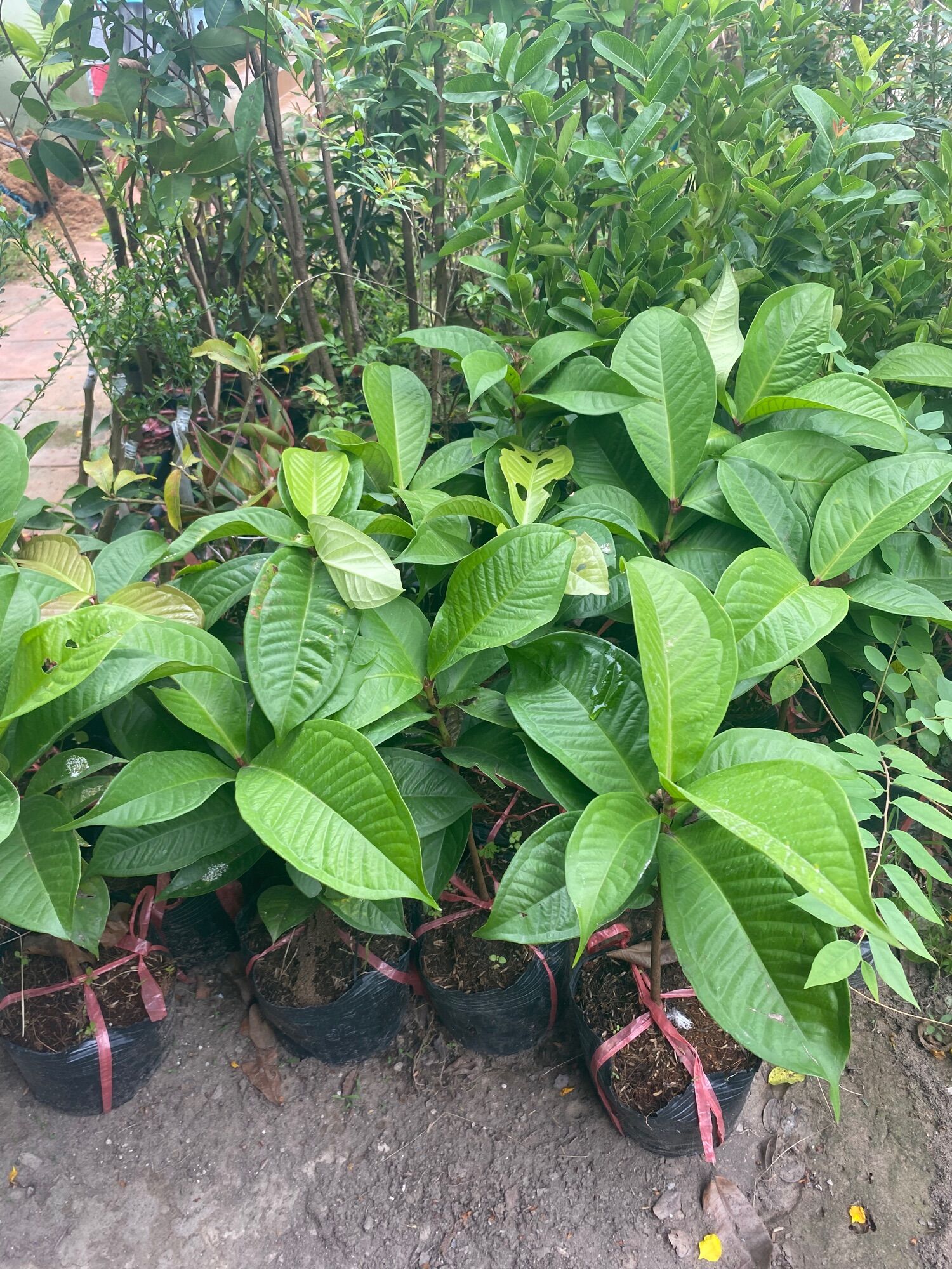 Cây Mận Đều