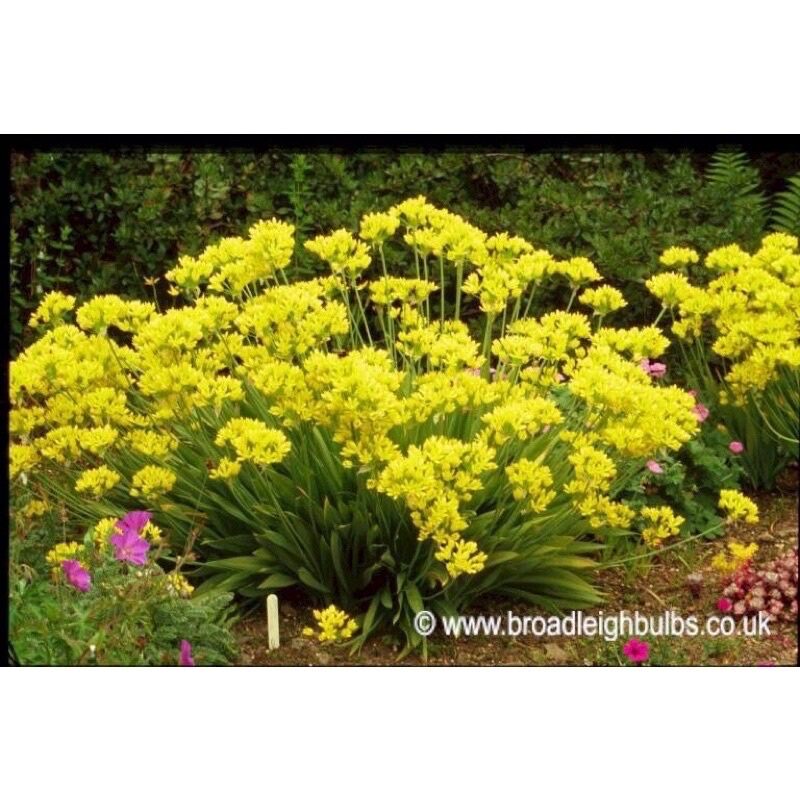 củ hoa alium
