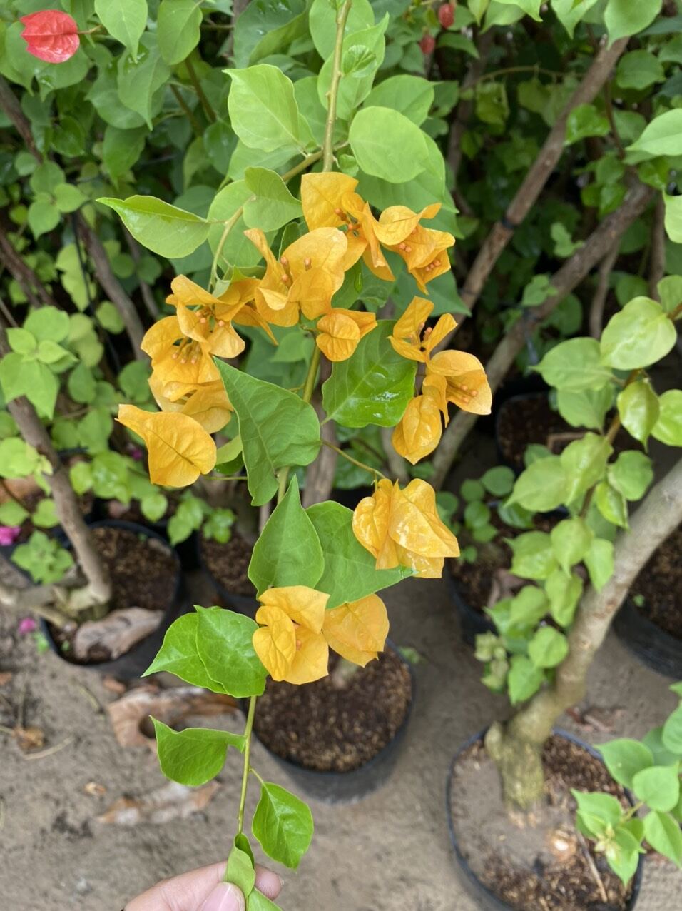 Cây hoa giấy giống