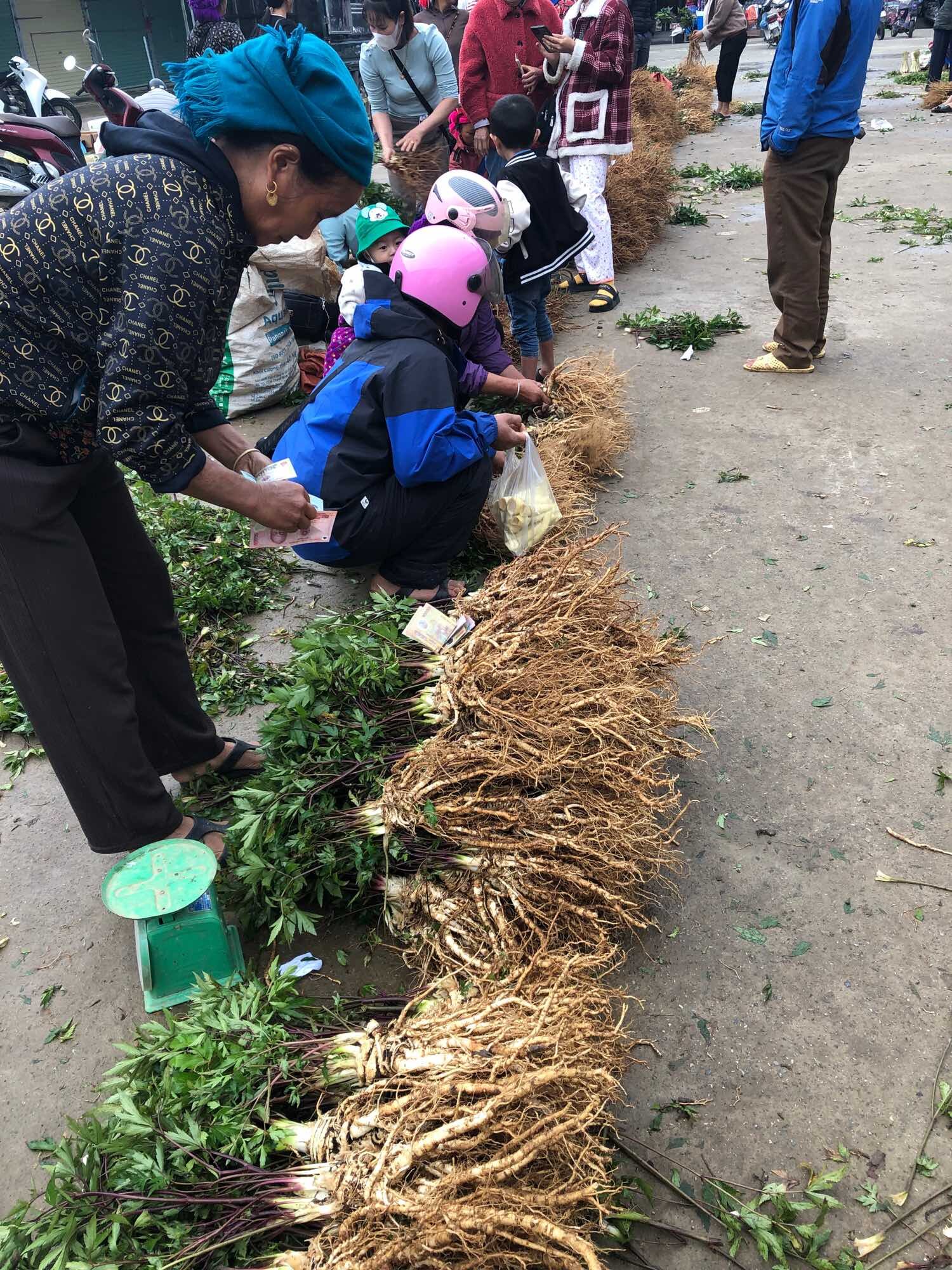Sâm đương quy tươi hàng 2củ/kg(100k/kg)