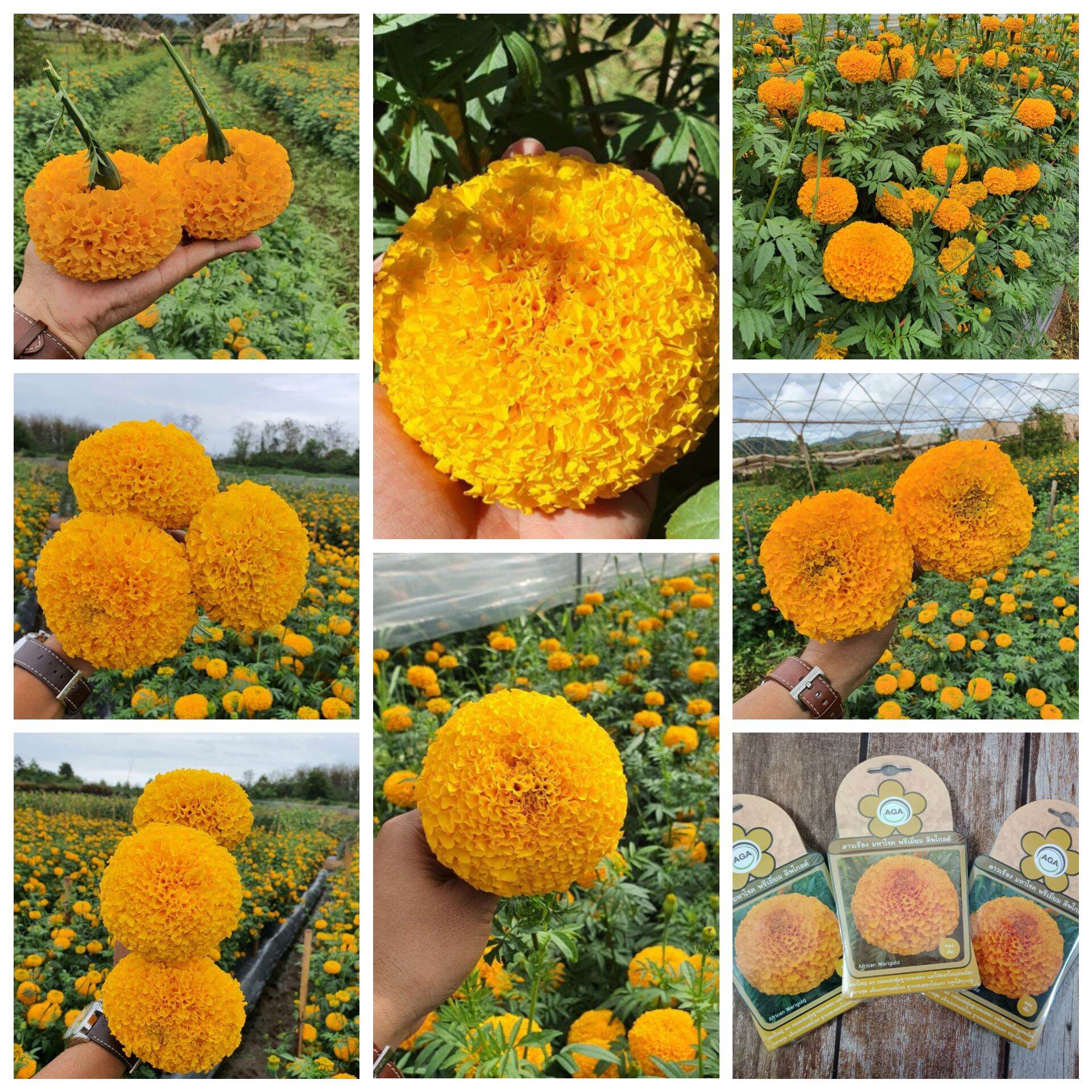 Hạt giống cúc vạn thọ F1 cao