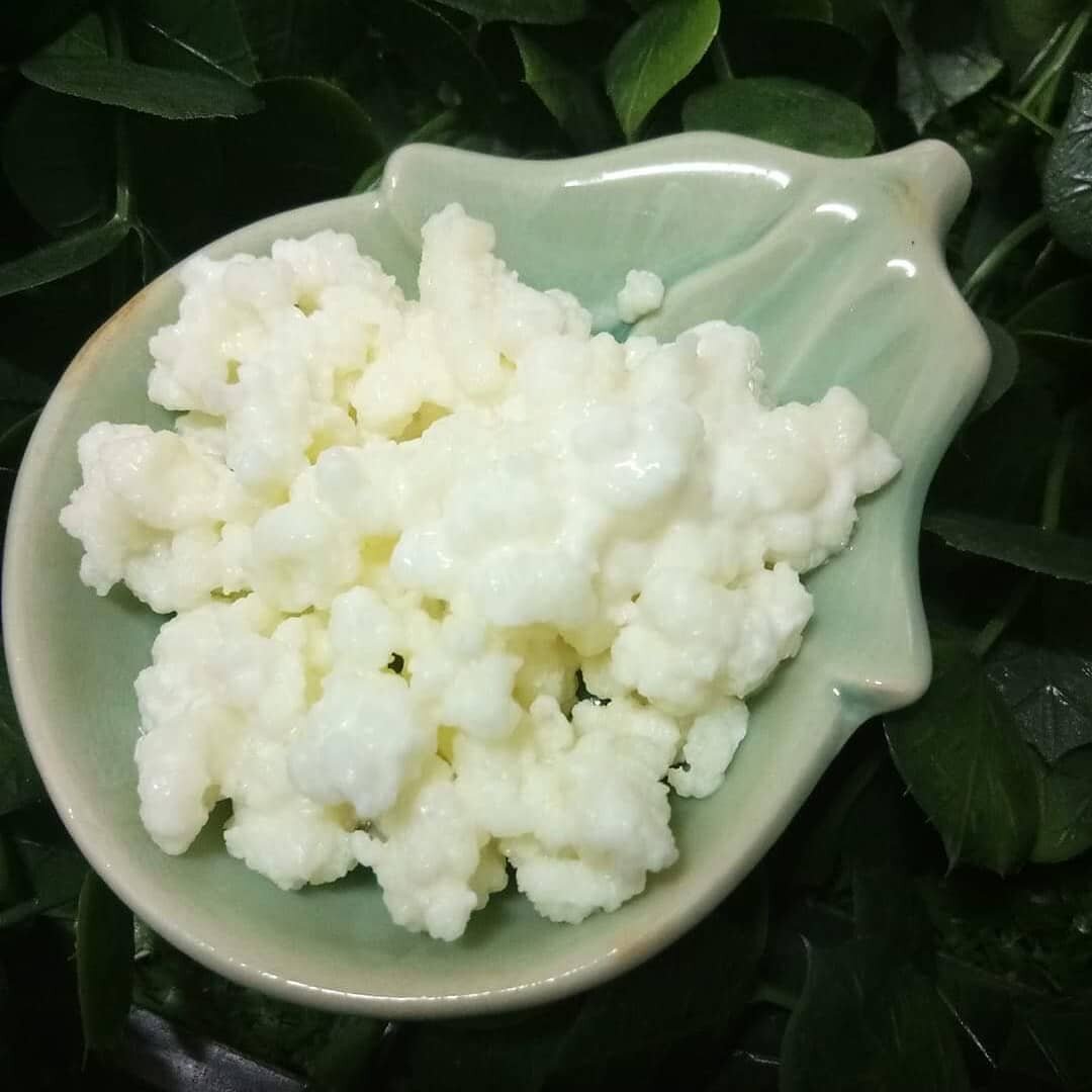 nấm sữa kefir làm sữa chua - 10gr