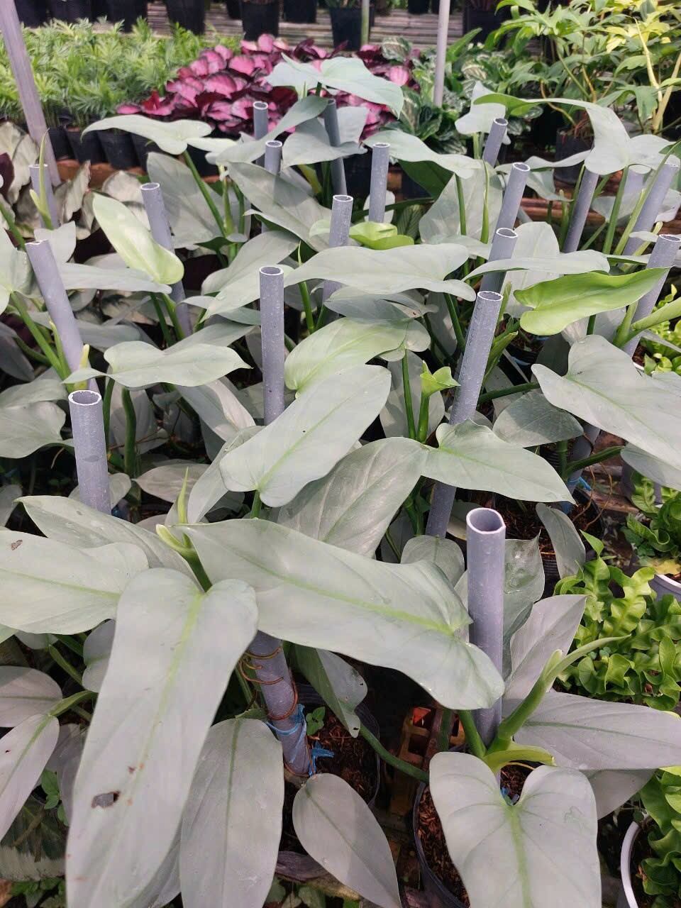 Cây trầu leo kiếm bạc - Philodendron hastatum