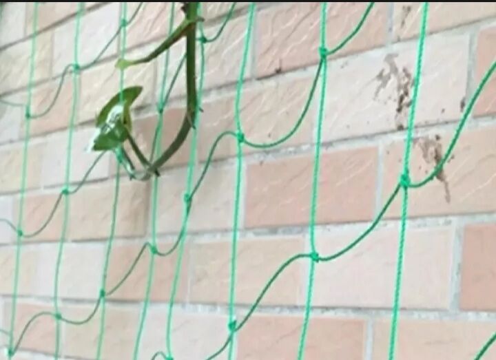 Lưới Thái làm giàn cây leo 3 x 20 mét