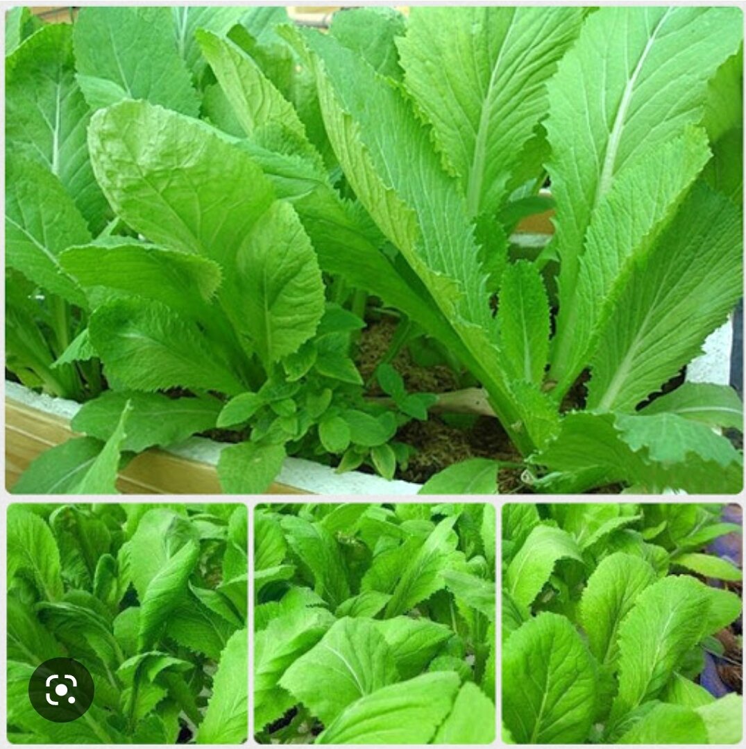 Hạt giống rau cải xanh bẹ mỡ gói 20 gram