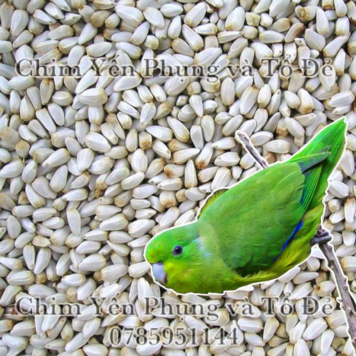500g hạt kham trắng (Safflower Seed) cho thú cưng.
