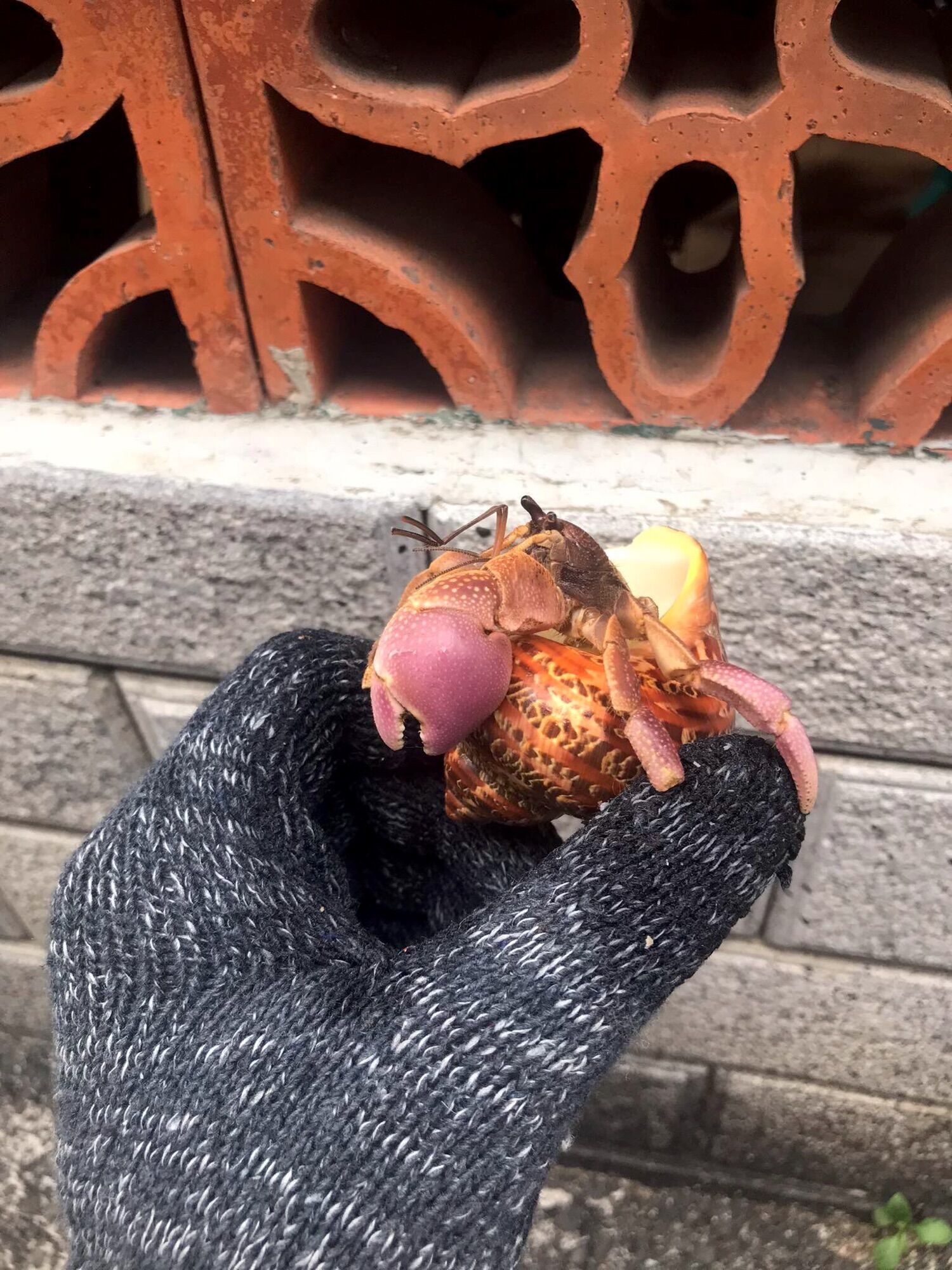 OMH Brevi (lỗi) trang trí hồ cá