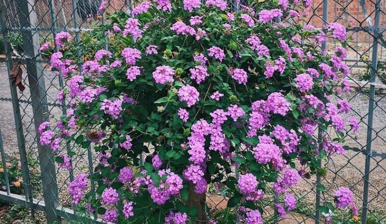 Cây hoa ngũ sắc rủ