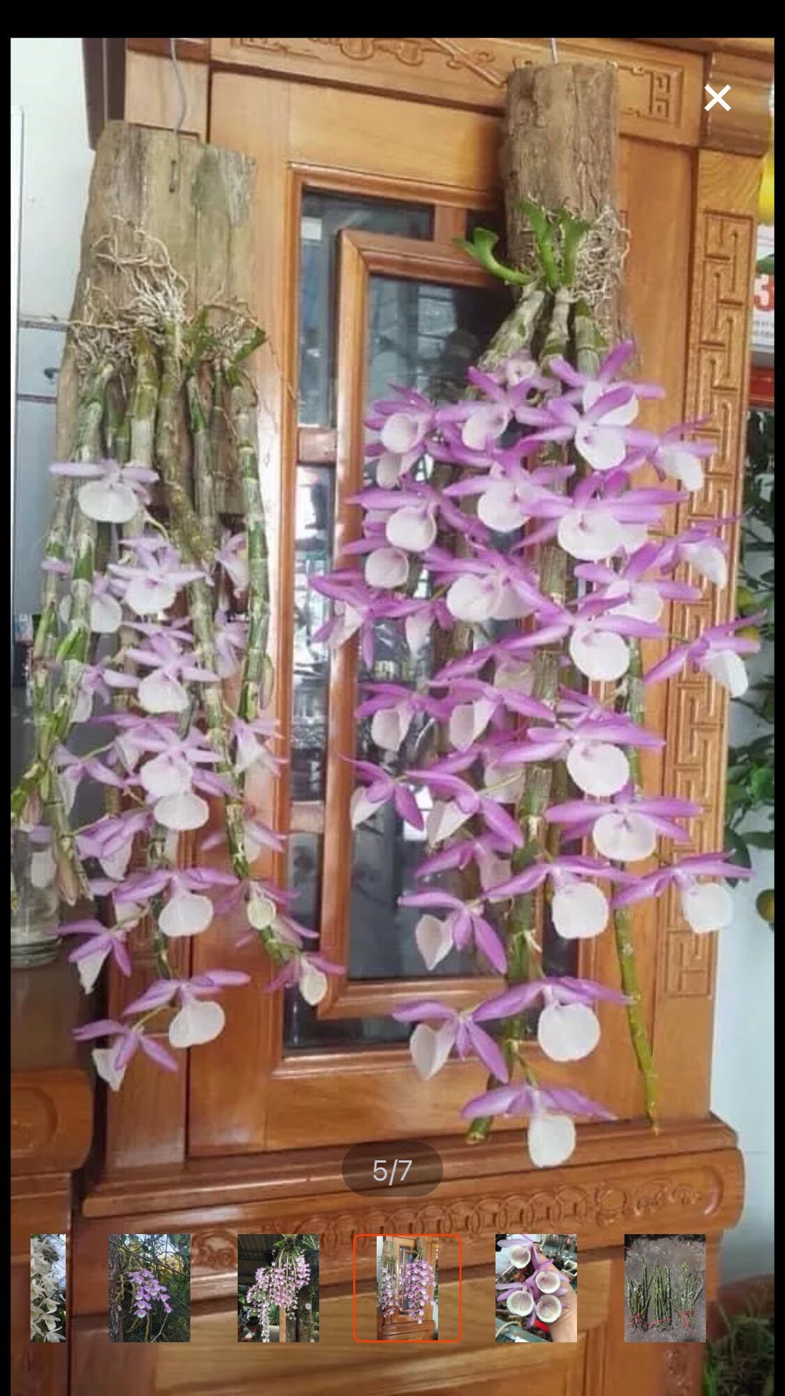 Hoa lan hoàng thảo vôi sỉ 25k(1 bó)