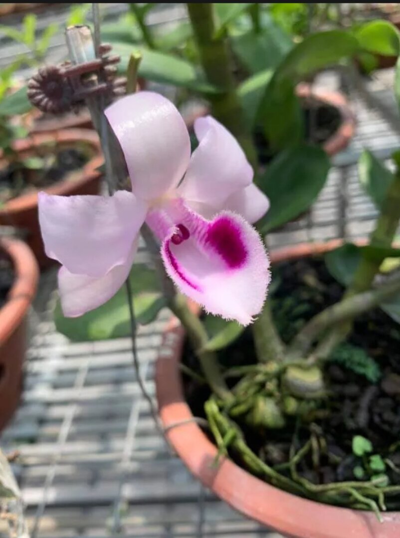 Cây giống Lan Hoàng Lạp