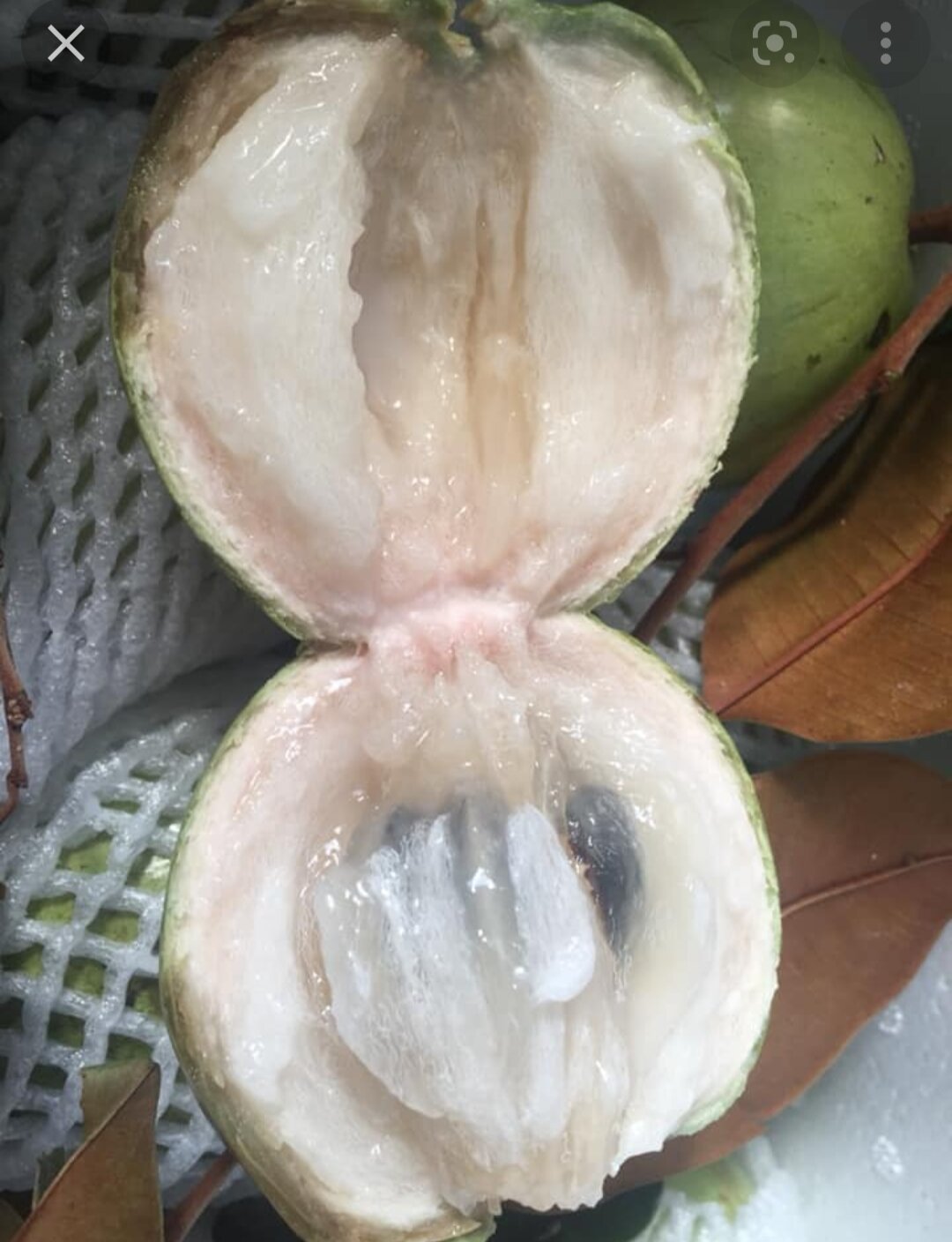 Seedlings of the Lao Reng Milk Tree