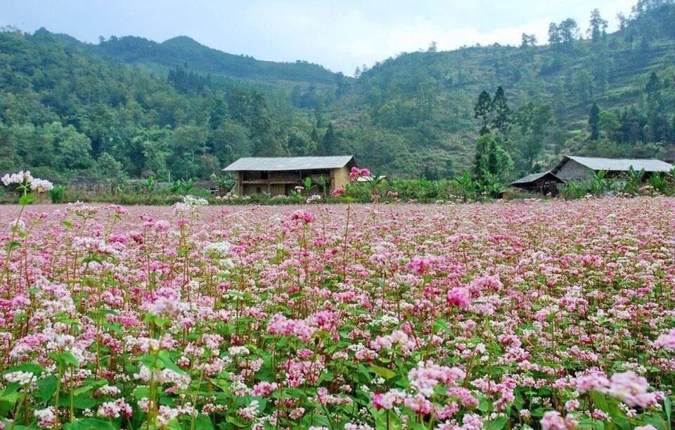 Hạt giống hoa tam giác mạch