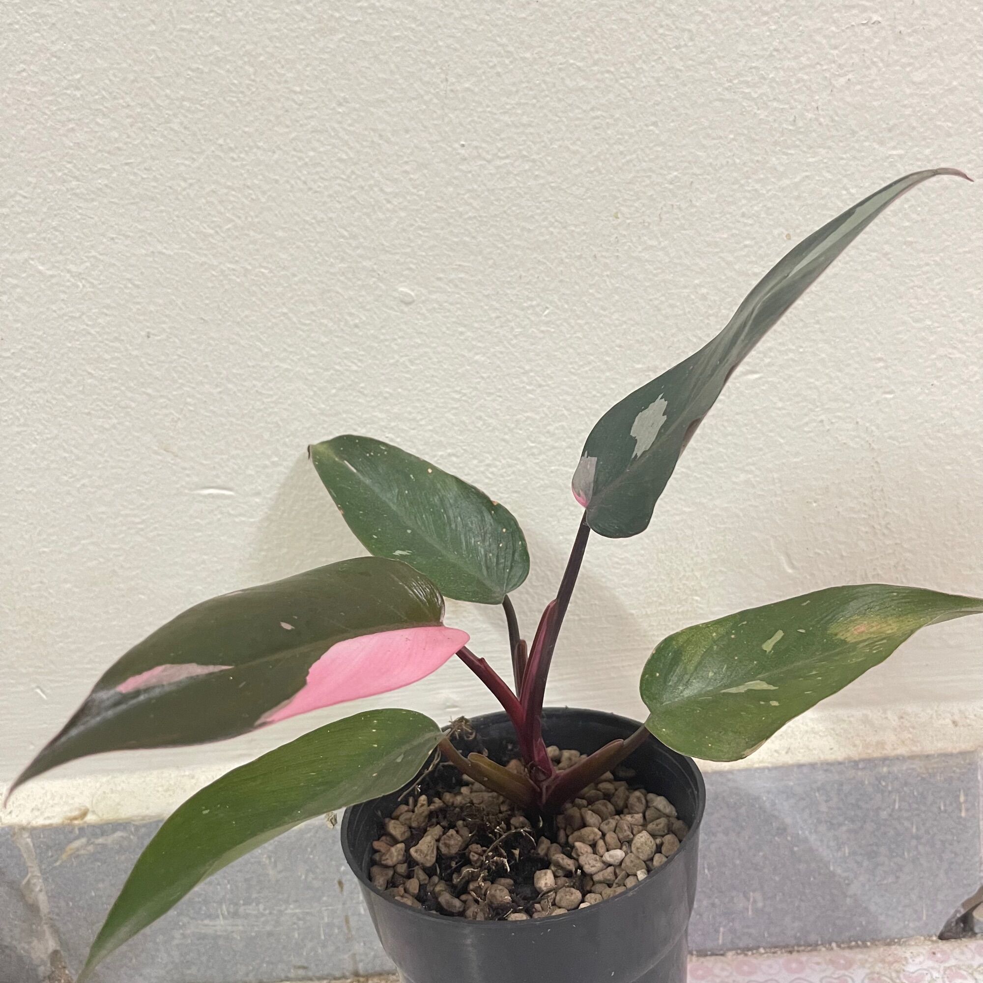 Cây philodendron Pink Princess công chúa hồng