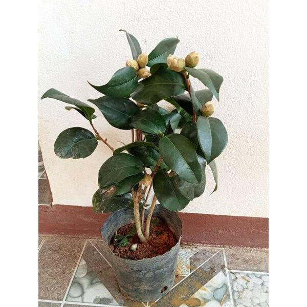 CÂY HOA TRÀ MY SẴN NỤ CAO 50CM