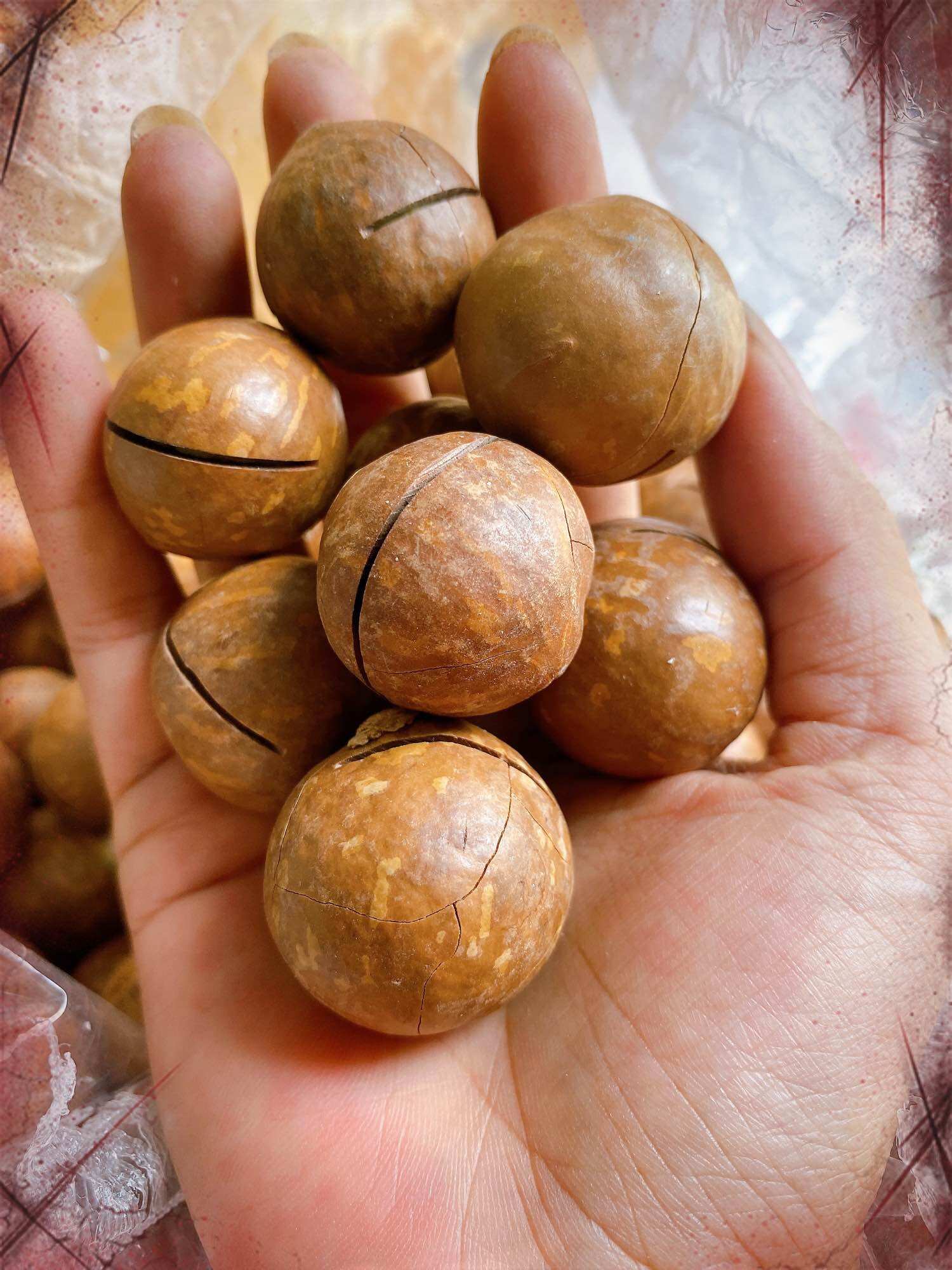 500Gr Macca Daklak size đại bao ngon