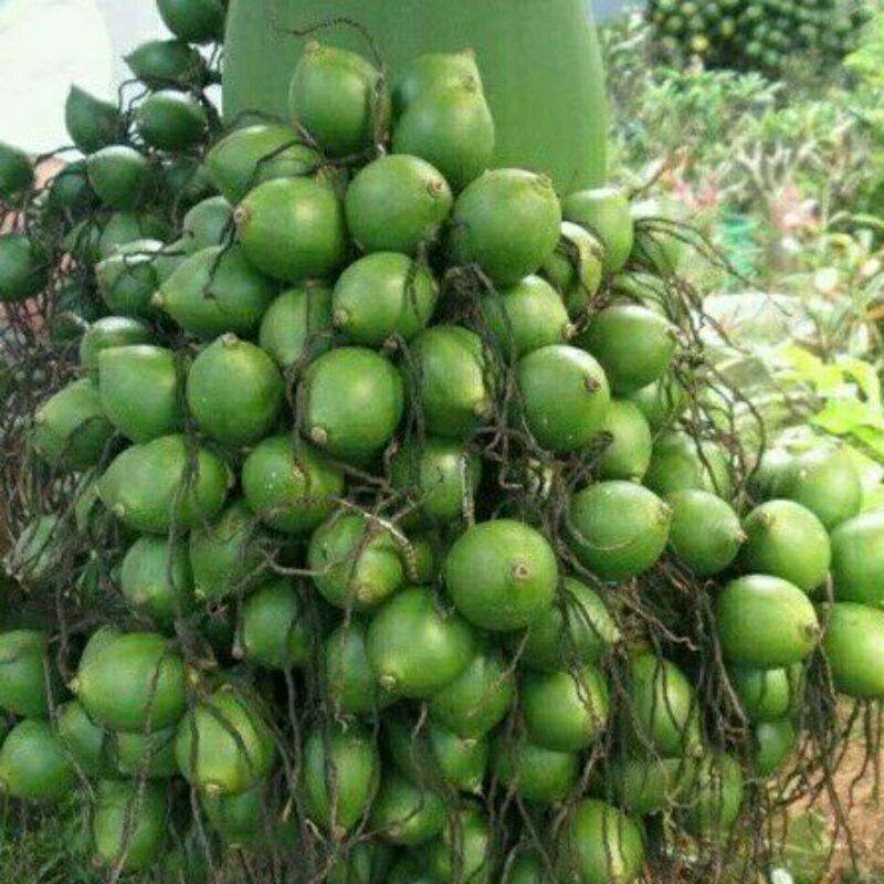 CÂY CAU LÙN TỨ QUÝ