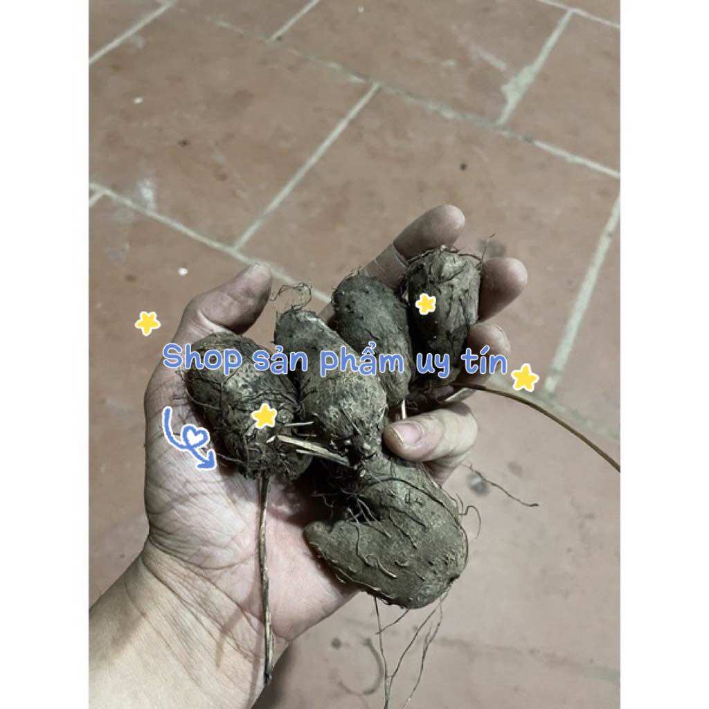 Khoai mỡ tím(củ giống )